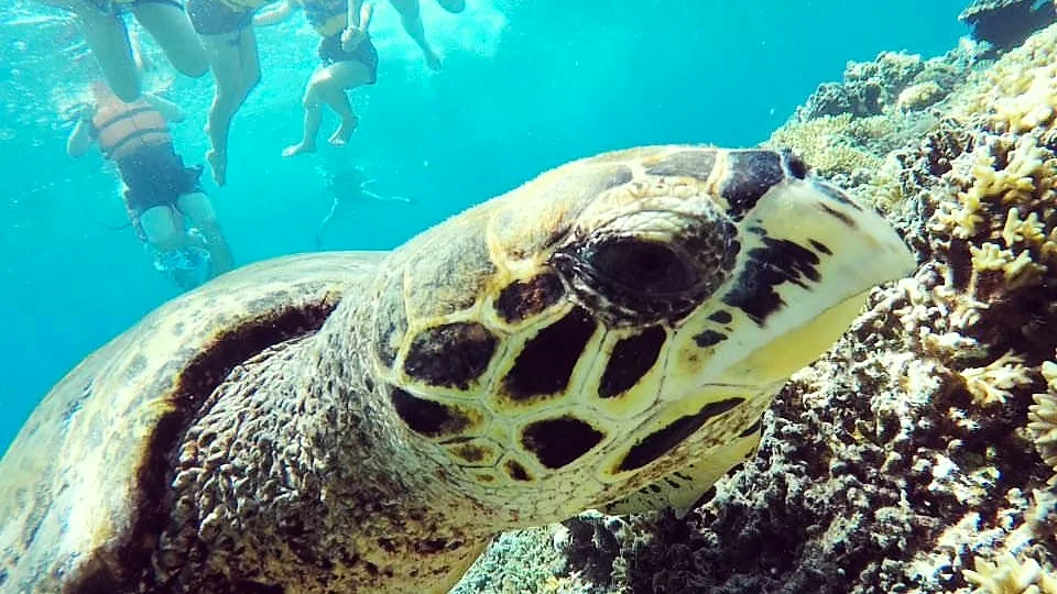 Snorkeling bersama penyu di Gili Trawangan