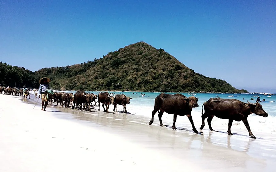 Kerbau berjalan di pantai pasir putih Lombok, paket tour Lombok